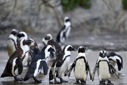 Trái đất nóng lên, loài chim cánh cụt chúa có nguy cơ tuyệt chủng